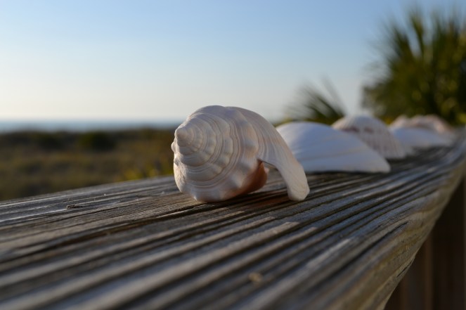 Shells on deck